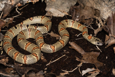 Lampropeltis leoniscaptive born