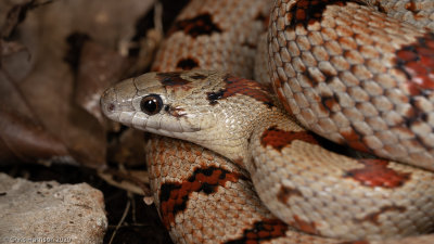Lampropeltis leoniscaptive born