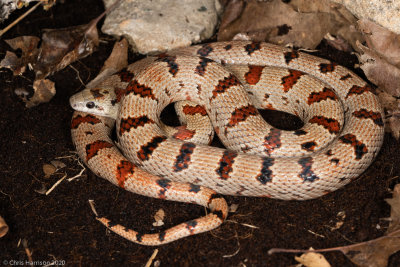 Kingsnakes and Milksnakes
