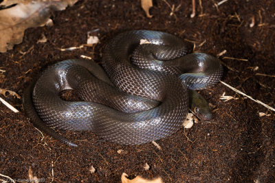 Black House SnakeLamprophis fuliginosus