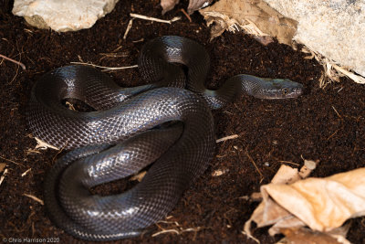 House Snakes and relatives