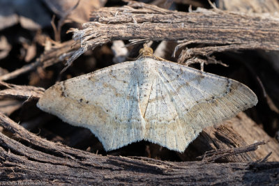 Moths
