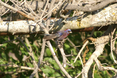 Varied Bunting