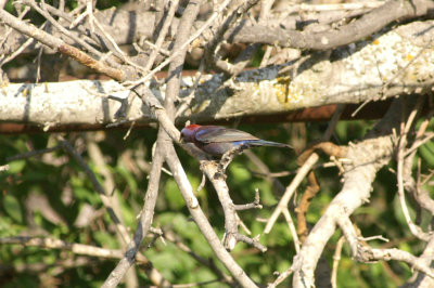 Cardinals, Grosbeaks. Tanagers, Buntings