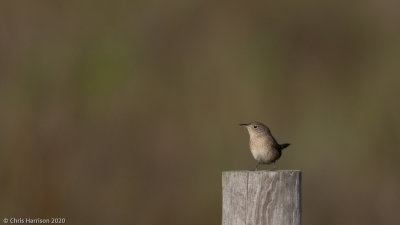 House Wren
