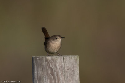 House Wren