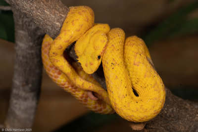 Bothriechis schlegelii