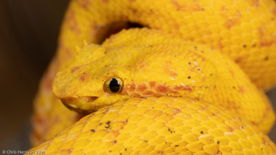 Bothriechis schlegelii