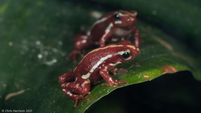 Epipedobates tricolorPhantasmal Poison-dart Frog