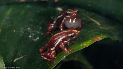 Epipedobates tricolorPhantasmal Poison-dart Frog
