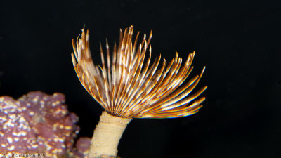 Feather_Duster_Worm-7305110.jpg