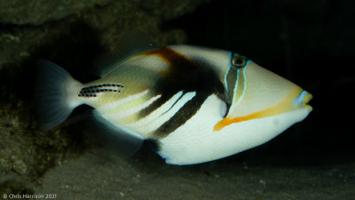 Marine Fishes