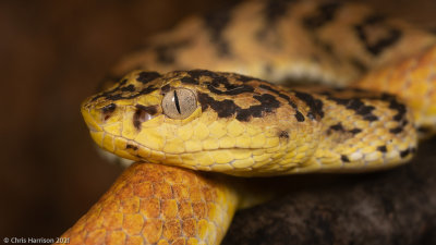 Arboreal Vipers
