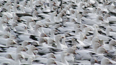 Ross's and Snow Geese