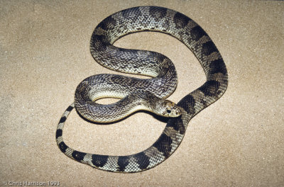 Pituophis melanoleucusPine Snake