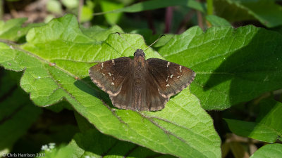 Thorybes bathyllusSouthern Cloudywing