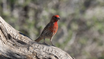 House Finch