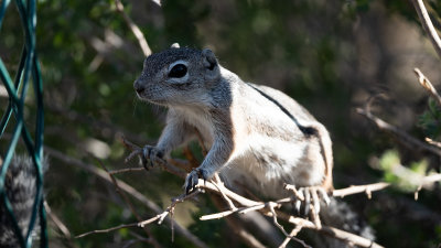 Ammospermophilus interpresTexas Antelope Squirrel