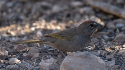 Green-tailed Towhee