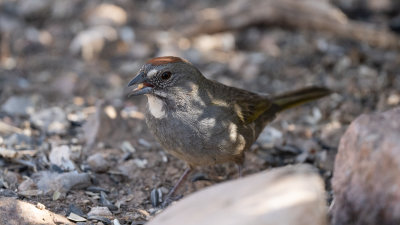 Green-tailed Towhee