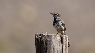 Cactus Wren
