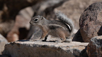 Ammospermophilus interpresTexas Antelope Squirrel