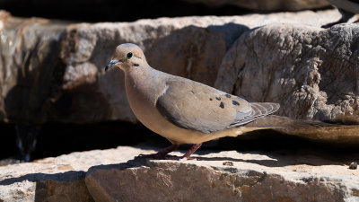Mourning Dove