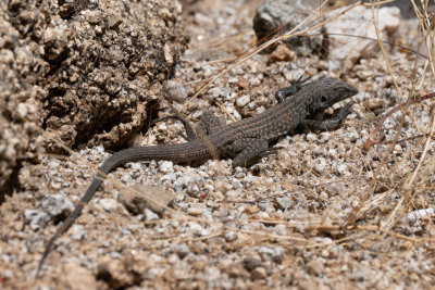 Aspidoscelis tigrisWestern Whiptail