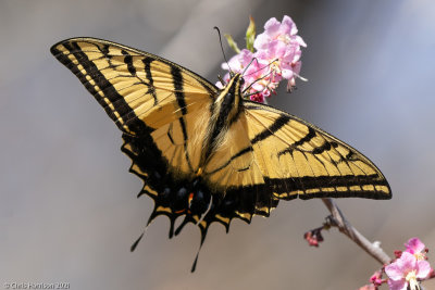 <i>Papilio multicaudata</i></br>Two-tailed Swallowtail