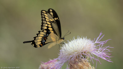 Papilio cresphontesEastern Giant Swallowtail