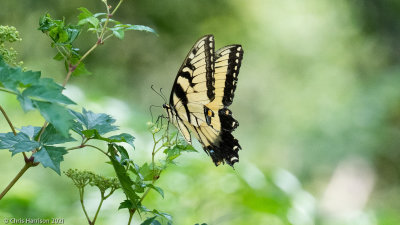 Papilio glaucusEastern Tiger Swallowtail