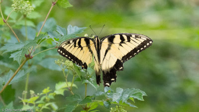 Papilio glaucusEastern Tiger Swallowtail