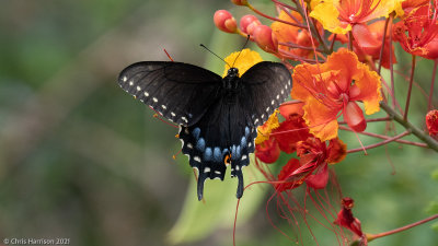 Papilio polyxenesBlack Swallowtail 