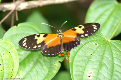 Heliconius hecaleTiger Longwing