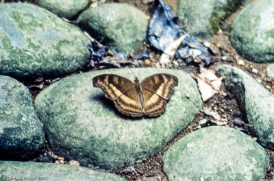 Junonia iphitaChocolate Pansy