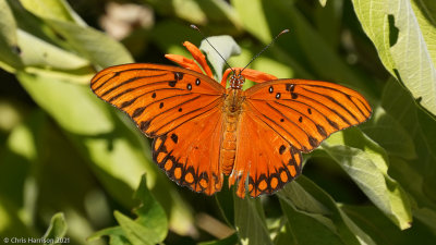 Longwings and Heliconids