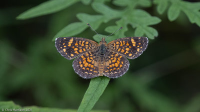 Phyciodes graphicaVesta Crescent