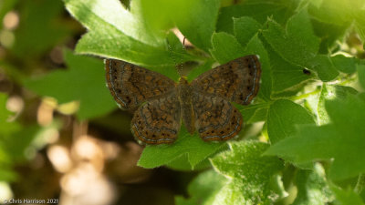 Riodinidae - Metalmarks