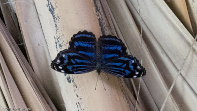 Myscelia ethusaMexican Bluewing