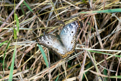 Anartia jatrophaeWhite Peacock