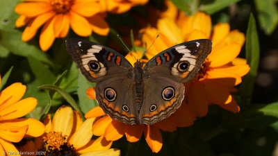 Junonia coeniaCommon Buckeye