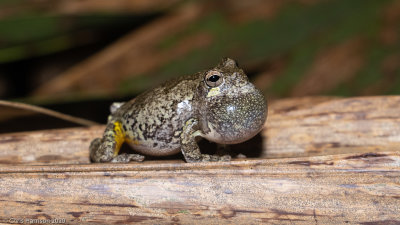 Hyla versicolorGray Treefrog