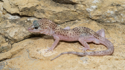Coleonyx reticulatusReticulate Banded Gecko