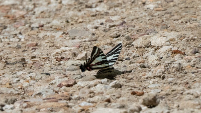 Eurytides marcellusZebra Swallowtail