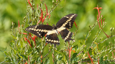 Papilio rumikoWestern Giant Swallowtail