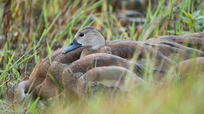 Black-bellied Whistling Duck