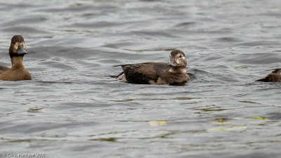 Long-tailed Duck