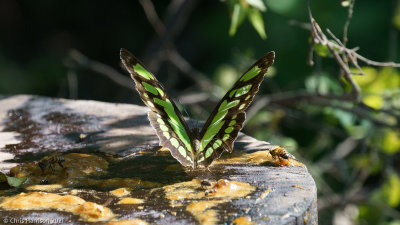 Siproeta stelenesMalachite