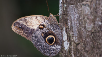 Caligo telamoniusPale Owl-Butterfly