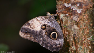 Caligo telamoniusPale Owl-Butterfly